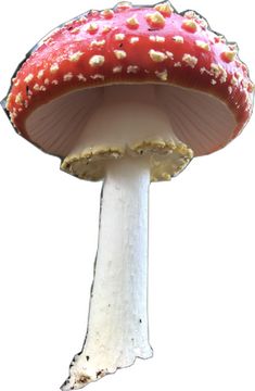 a red and white mushroom with sprinkles on it's side, against a white background