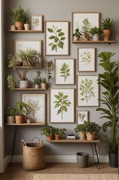 there are many potted plants on the shelves in this room and one is empty