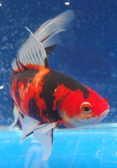 a goldfish in an aquarium looking to its left side, with blue water and bubbles behind it