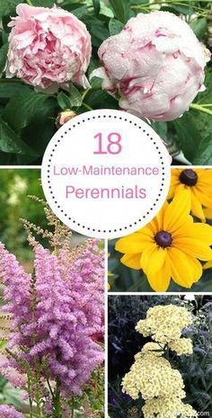 Low Maintenance Perennials, Funny Vine, Low Maintenance Landscaping, Garden Types, Flower Gardening, Low Maintenance Garden, Garden Care, Perennial Garden, Flowers Perennials