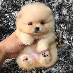 a person holding a small white dog on top of a gray carpet with it's paws in the air