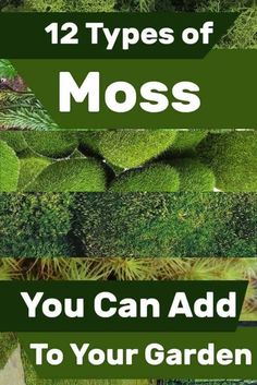 the 12 types of moss you can add to your garden