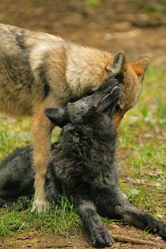 two cats playing with each other in the grass and dirt area, one is rubbing its head against the other's neck