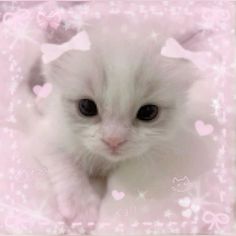 a white kitten with blue eyes sitting on top of a pink bedding covered in hearts