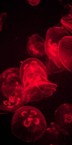 some red jellyfish are floating in the water and it looks like they're swimming