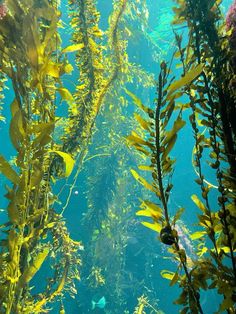 an underwater view of seaweed and other marine life