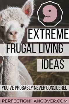 an alpaca with the text extreme frugal living ideas you've probably never considered