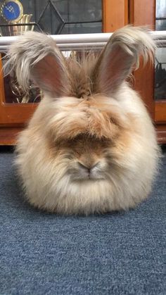 a fluffy rabbit is sitting on the floor