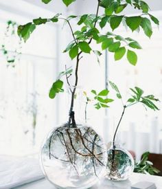 two glass vases with plants in them on a table