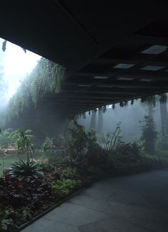 an outdoor area with plants and trees in the fog