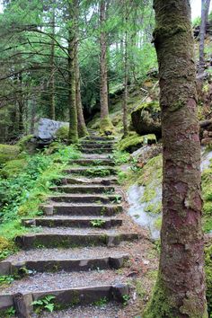 some steps going up to the top of a hill in the woods with moss growing on them