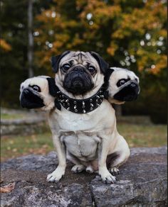 two pug dogs sitting on top of a rock