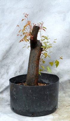 a small tree in a black pot on a white background