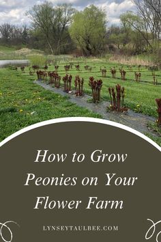 a field with flowers and the words how to grow peonies on your flower farm