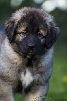 a brown and black puppy standing in the grass