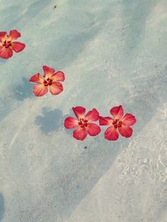 three red flowers floating on top of the sand in shallow water, with small ripples around them