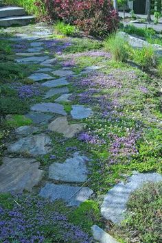 a stone path in the middle of a garden with purple flowers and green grass on both sides