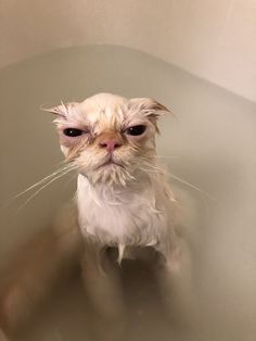 Goofy Cats, Silly Kitties, Ugly Cat, Wet Cat, Funny Animal Photos, Silly Cats Pictures, Cute Cats Photos, Cat Funny, Silly Animals