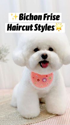 a small white dog sitting on top of a pink and white checkered table cloth