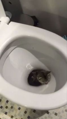 a cat is sitting in the toilet bowl and it's head sticking out from underneath