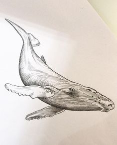 a drawing of a whale with its mouth open