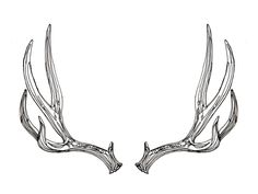 two deer's antlers are shown in this black and white drawing on paper