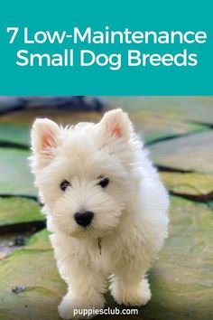 a small white dog standing on top of a green leaf covered ground with the words 7 low maintenance small dog breeds