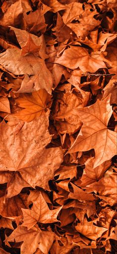 the leaves on the ground are brown in color