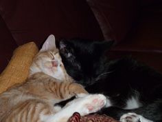 two cats cuddle together on a couch