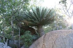 there is a palm tree in the middle of some rocks and trees on the other side