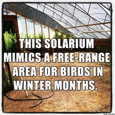 this solarium mimics a free - range area for birds in winter months,