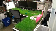 an office filled with lots of green grass