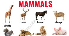 an image of animals that are labeled in the words mammals and other things to know about them