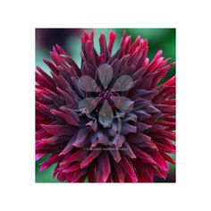 a large purple flower with red petals on it's center and green leaves in the background