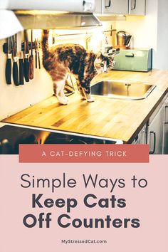 a cat standing on top of a kitchen counter next to a sink and oven with the words simple ways to keep cats off counters