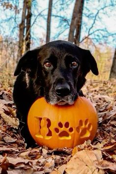 a black dog holding a pumpkin in its mouth