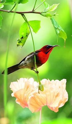 a red bird perched on top of a flower next to green leaves and pink flowers