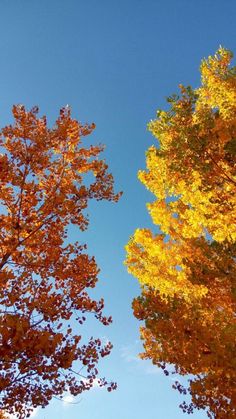 trees with yellow and orange leaves in the fall, looking up at blue sky behind them