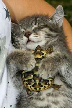 a cat is holding a turtle in its arms