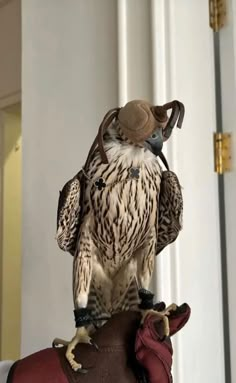 an eagle perched on top of a glove