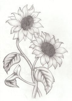 a pencil drawing of two sunflowers with leaves