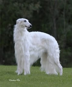 a large white dog standing on top of a lush green field