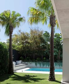 there are palm trees next to the pool