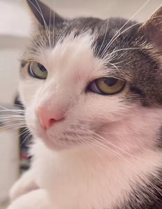 a close up of a cat with green eyes looking at something off to the side