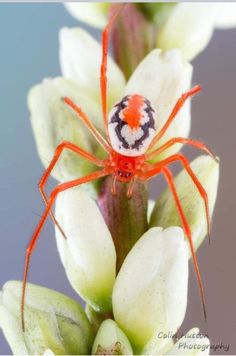 a red and black spider sitting on top of white flowers