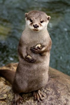 an otter is standing on its hind legs