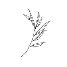 a black and white drawing of a single leaf on a branch with long thin leaves