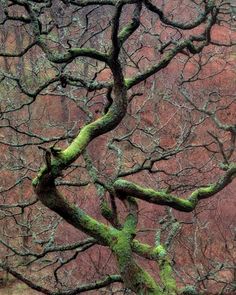 an old tree with moss growing on it's branches in front of a red wall