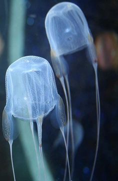 two jellyfish swimming in an aquarium with their heads turned to look like they are floating