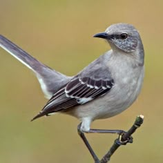 a small bird perched on top of a tree branch